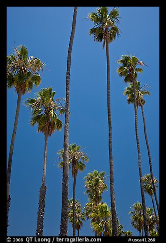 Tall palm tres against blue sky. Santa Barbara, California, USA (color)