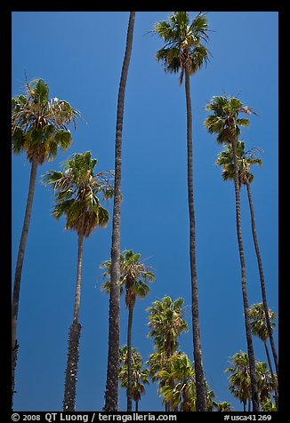 Tall palm tres against blue sky. Santa Barbara, California, USA