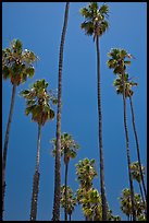 Tall palm tres against blue sky. Santa Barbara, California, USA ( color)