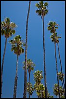 Tall palm tres against blue sky. Santa Barbara, California, USA