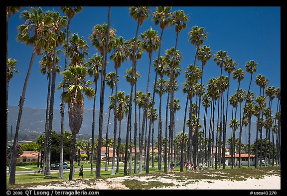 Beachfront and tall palm trees. Santa Barbara, California, USA (color)