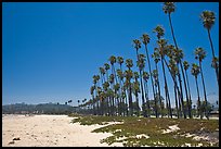East Beach and palm trees. Santa Barbara, California, USA ( color)