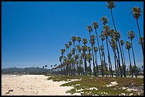 East Beach and palm trees. Santa Barbara, California, USA