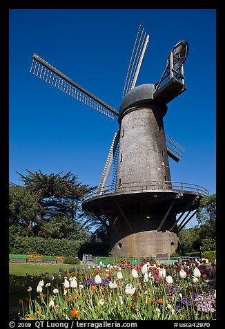 Tulips and Historic Dutch Windmill, Golden Gate Park. San Francisco, California, USA