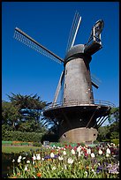 Tulips and Historic Dutch Windmill, Golden Gate Park. San Francisco, California, USA (color)