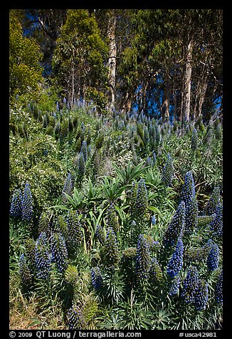 Pride of Madera flowers and eucalyptus trees, Golden Gate Park. San Francisco, California, USA