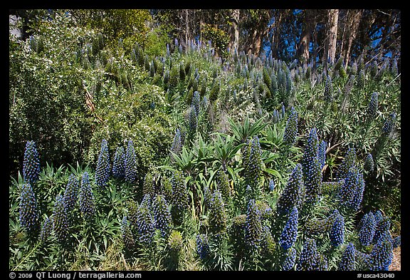 Pride of Madera flower (Echium sp.) and Eucalyptus grove, Golden Gate Park. San Francisco, California, USA (color)