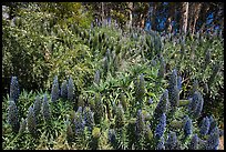 Pride of Madera flower (Echium sp.) and Eucalyptus grove, Golden Gate Park. San Francisco, California, USA