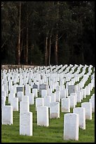 Headstones, San Francisco National Cemetery, Presidio. San Francisco, California, USA