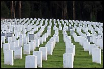 Rows of headstones, San Francisco National Cemetery, Presidio. San Francisco, California, USA