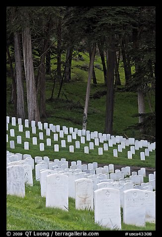 Headsones and forest, San Francisco National Cemetery, Presidio. San Francisco, California, USA (color)
