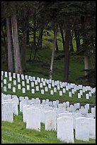 Headsones and forest, San Francisco National Cemetery, Presidio. San Francisco, California, USA ( color)