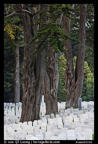 Gravestones and trees, San Francisco National Cemetery, Presidio. San Francisco, California, USA (color)