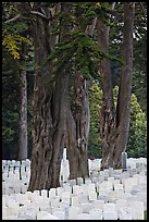 Gravestones and trees, San Francisco National Cemetery, Presidio. San Francisco, California, USA