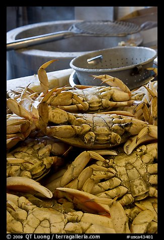 Close-up of crabs, Fishermans wharf. San Francisco, California, USA (color)