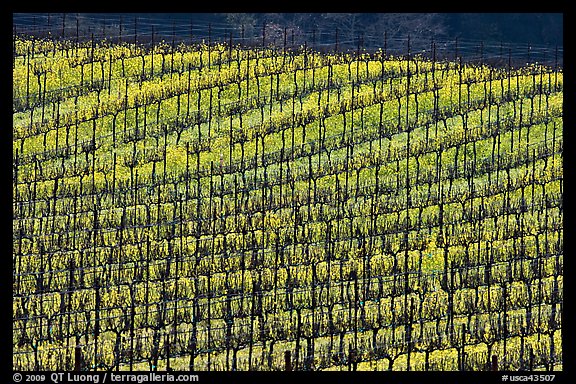 Yellow mustard flowers blooming under rows of vines. Napa Valley, California, USA