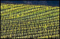 Yellow mustard flowers blooming under rows of vines. Napa Valley, California, USA (color)