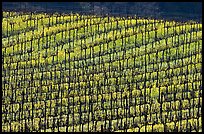 Yellow mustard flowers blooming under rows of vines. Napa Valley, California, USA (color)