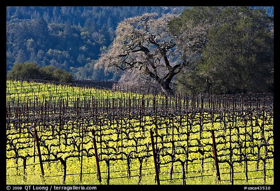 Vineyard and oak tree in spring. Napa Valley, California, USA