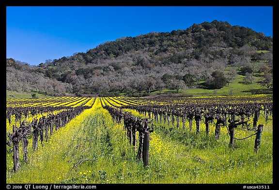 Vineyard and mustard flowers blooming in spring. Napa Valley, California, USA (color)