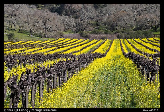 Vineyard in spring with yellow mustard flowers. Napa Valley, California, USA