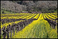 Vineyard in spring with yellow mustard flowers. Napa Valley, California, USA ( color)
