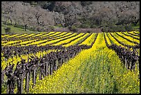 Vineyard in spring with yellow mustard flowers. Napa Valley, California, USA