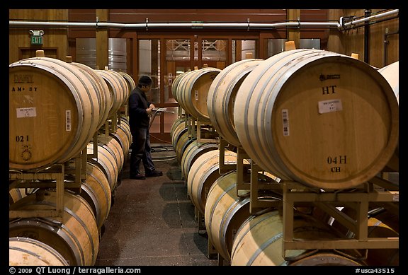 Winemaker checking barrels of wine being aged. Napa Valley, California, USA (color)