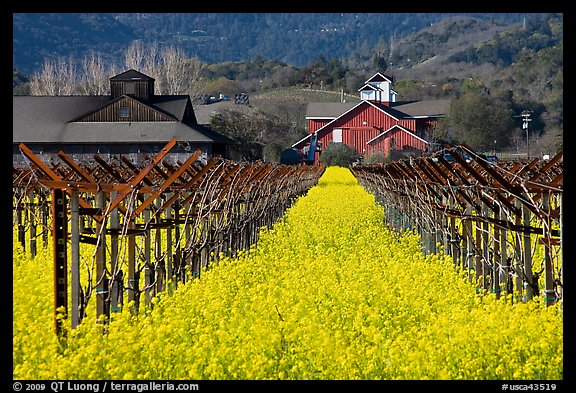 Mustard flowers, vineyard, and winery building. Napa Valley, California, USA
