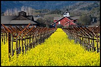 Mustard flowers, vineyard, and winery building. Napa Valley, California, USA