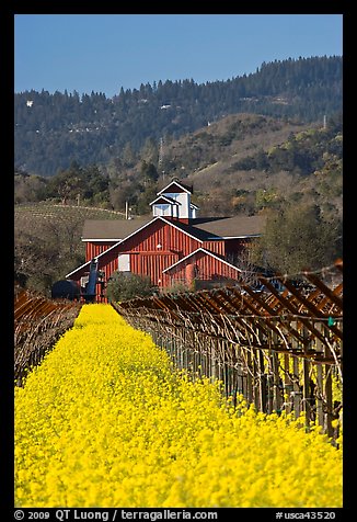Winery landscape in spring. Napa Valley, California, USA