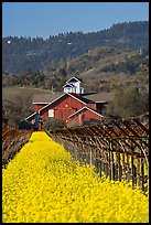 Winery landscape in spring. Napa Valley, California, USA (color)