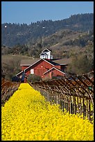 Winery landscape in spring. Napa Valley, California, USA