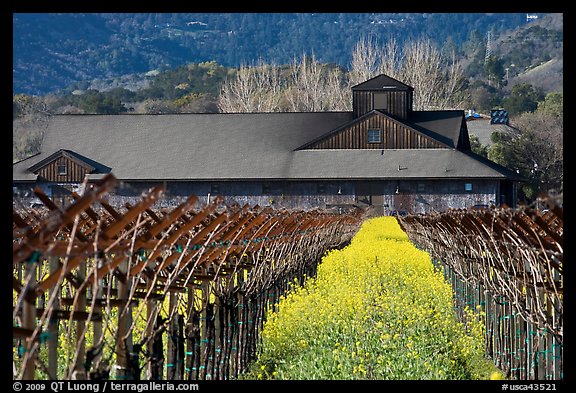 Winery in spring with yellow mustard flowers. Napa Valley, California, USA