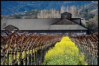 Winery in spring with yellow mustard flowers. Napa Valley, California, USA (color)