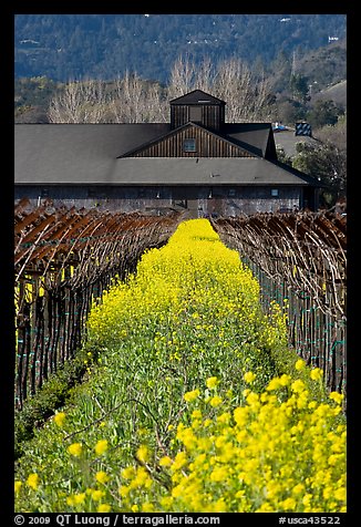 Spring mustard flowers and winery. Napa Valley, California, USA