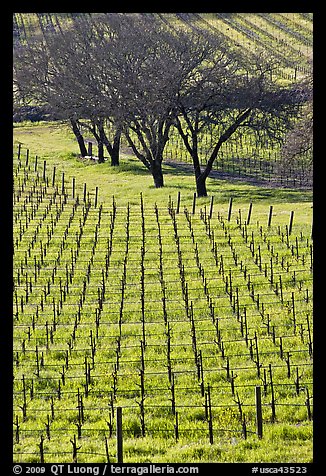 Rows of vines and trees in early spring. Napa Valley, California, USA