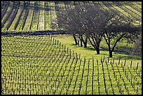 Vineyard in spring seen from above. Napa Valley, California, USA (color)