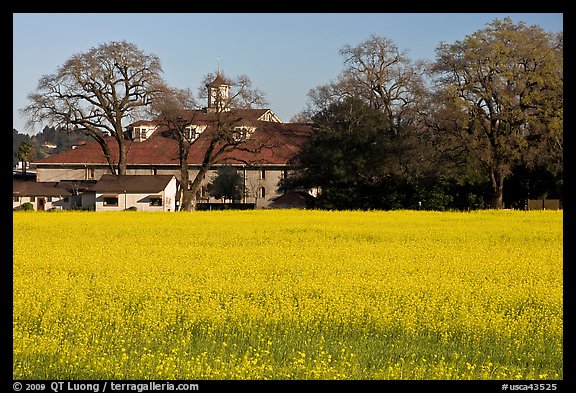 Field of yellow mustard and winery. Sonoma Valley, California, USA