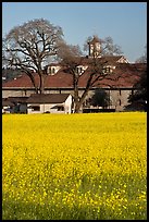 Yellow mustard flowers field and winery. Sonoma Valley, California, USA (color)