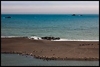 Marine mammals on sand spit from above, Jenner. Sonoma Coast, California, USA (color)