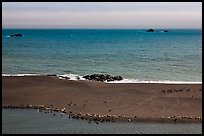 Marine mammals on sand spit from above, Jenner. Sonoma Coast, California, USA