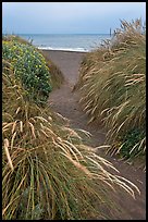 Path amongst dune grass and Ocean, Manchester State Park. California, USA ( color)