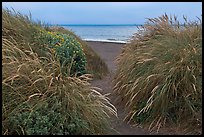 Dune grass and Ocean at dusk, Manchester State Park. California, USA