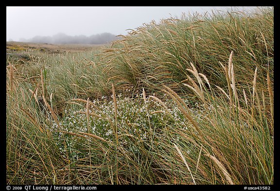 Tall grasses and fog, Manchester State Park. California, USA