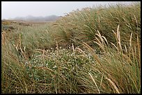 Tall grasses and fog, Manchester State Park. California, USA ( color)