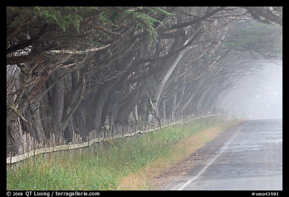 Rural road in fog. California, USA (color)