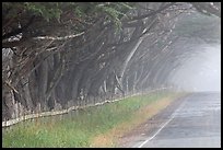 Rural road in fog. California, USA