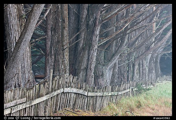 Wooden fence and trees in fog. California, USA (color)