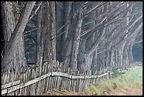 Wooden fence and trees in fog. California, USA (color)